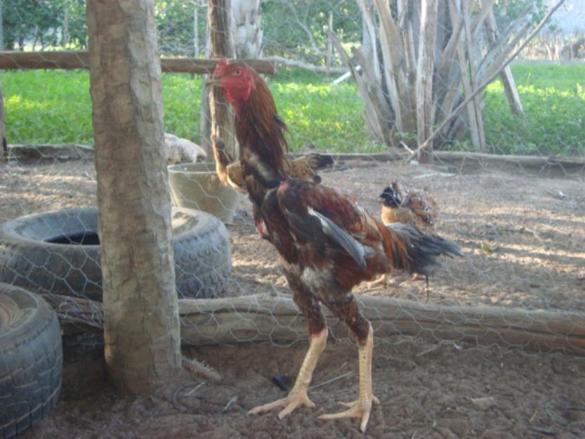 ÍNDIO GIGANTE  DO PIAUÍ