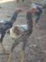 /album/indio-gigante-do-piaui/s-1389050268-568029624-16-jpg/